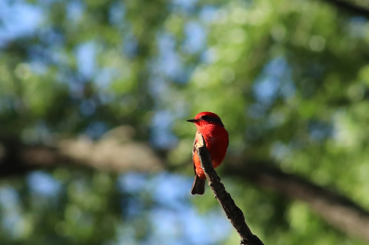 Vermilion Flycatcher - ML642657469