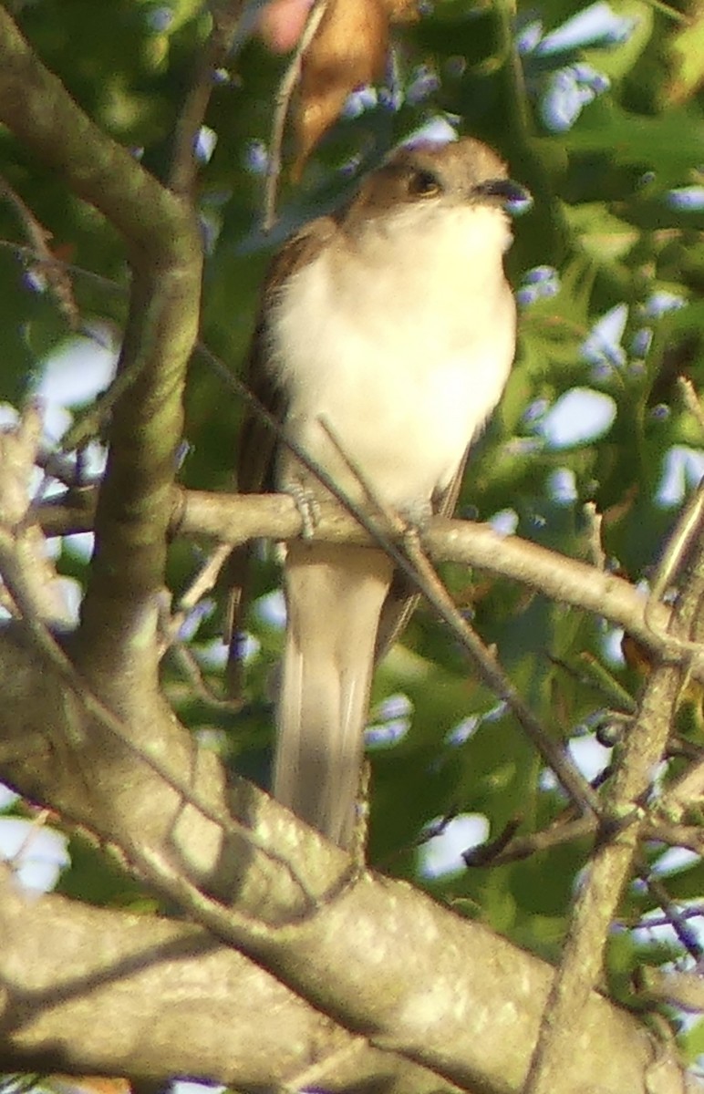 Black-billed Cuckoo - ML642657471