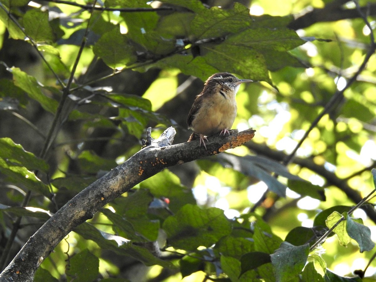 Carolina Wren - ML642657501