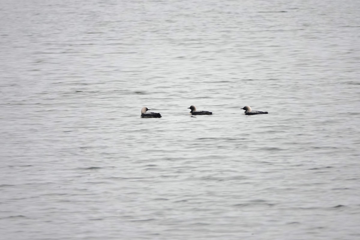Pacific Loon - ML642657504
