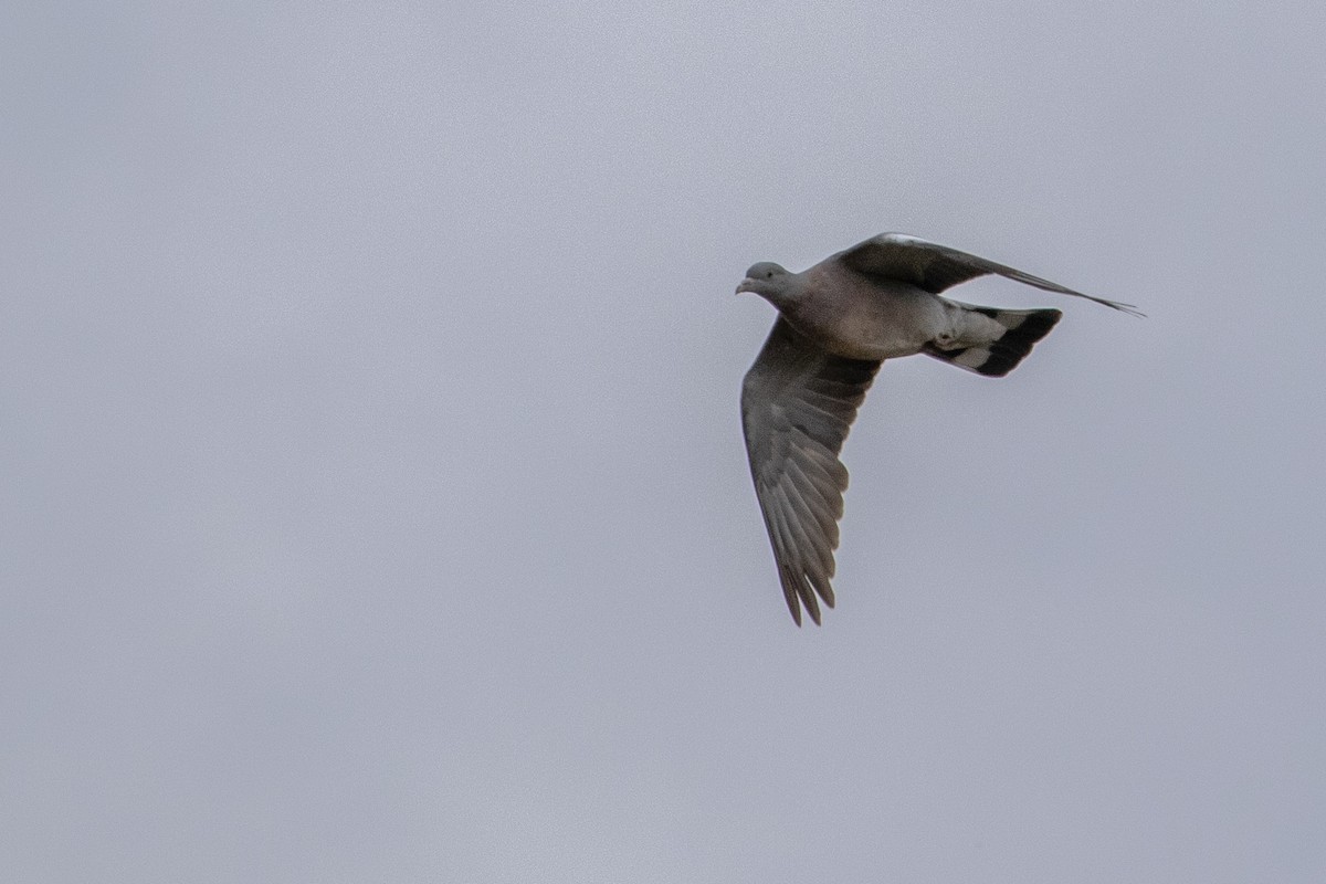 Stock Dove - ML642657510