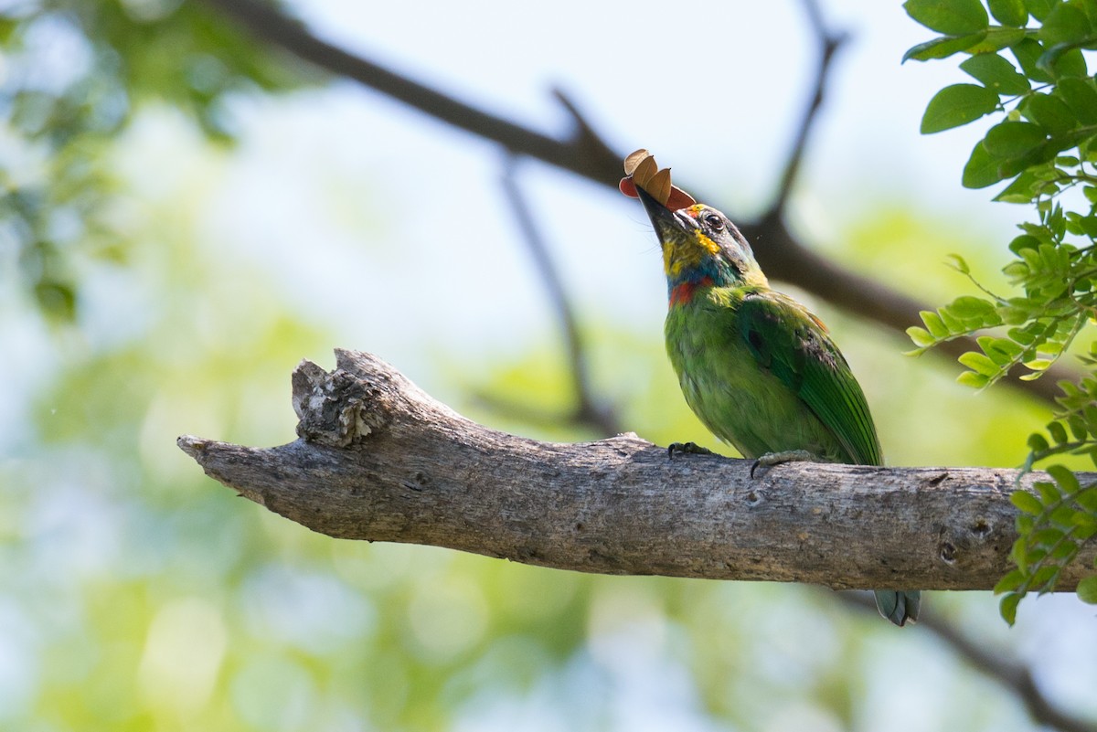 Taiwan Barbet - ML642657511