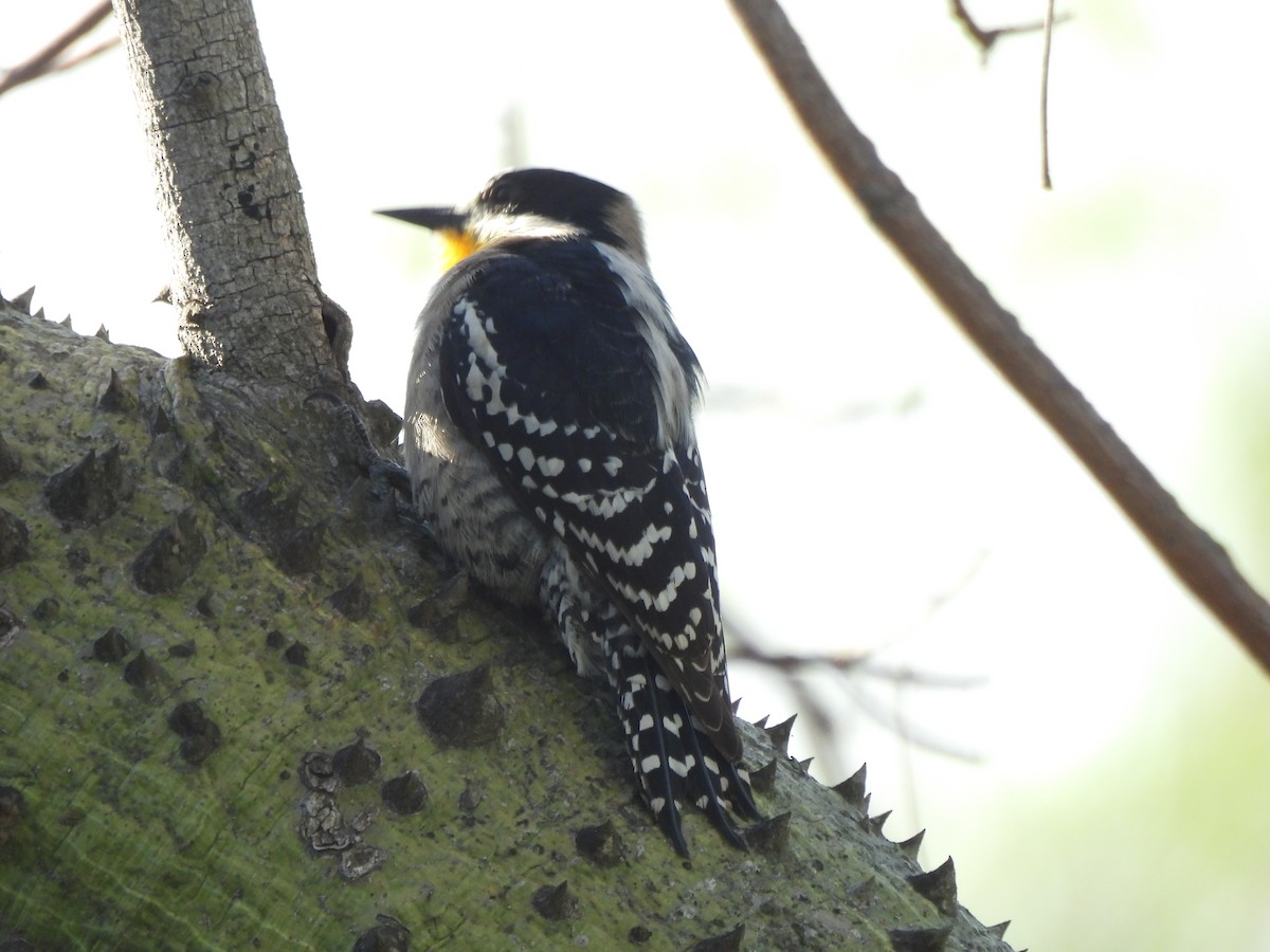 White-fronted Woodpecker - ML642657519