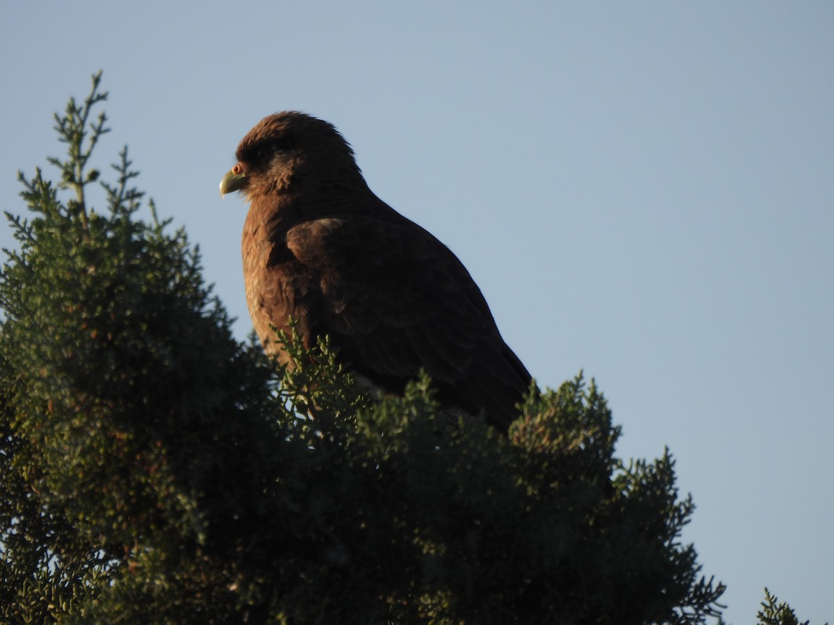 Chimango Caracara - ML642657528
