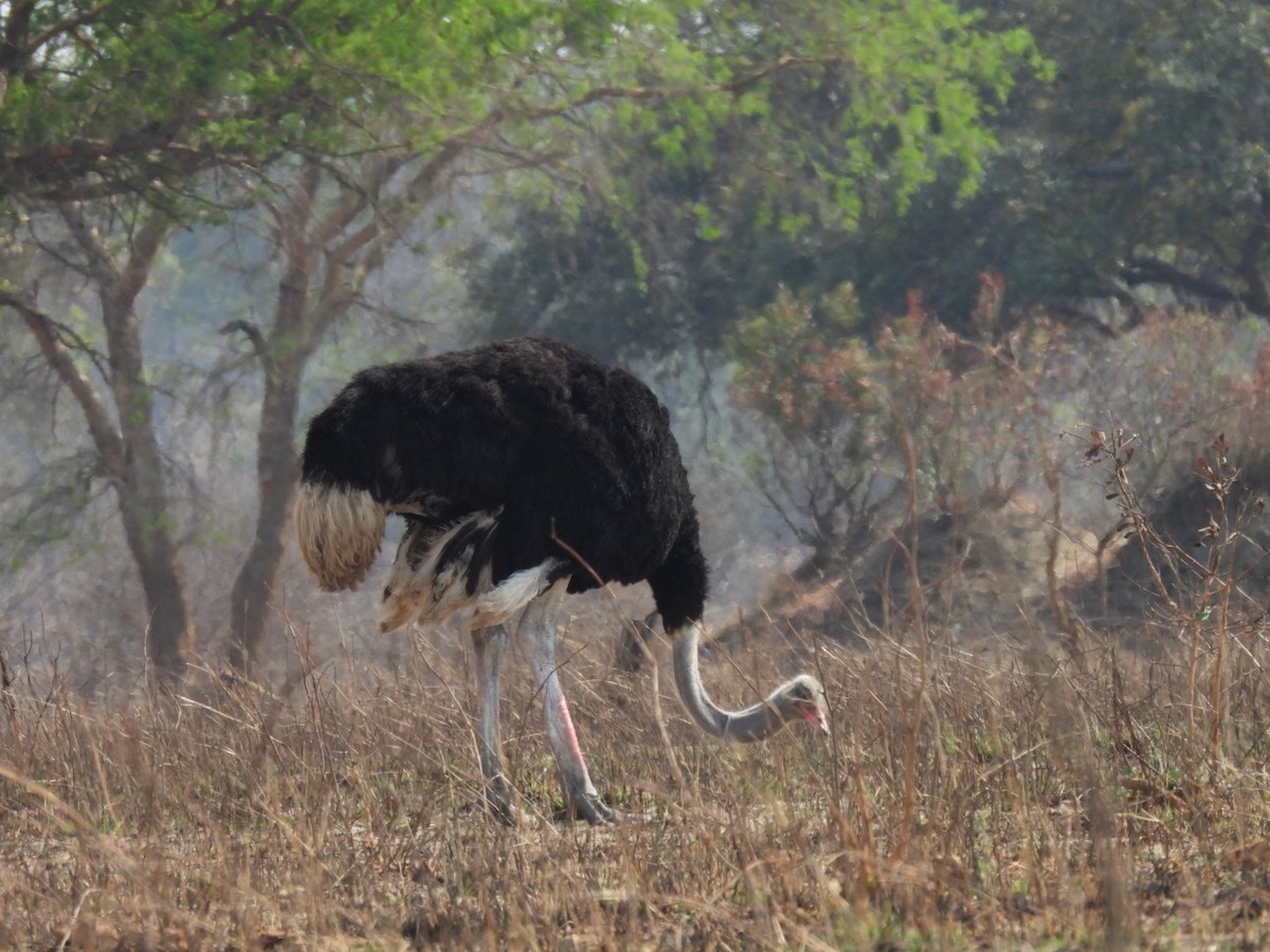 Common Ostrich - ML642657535