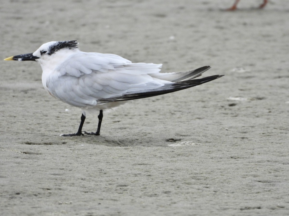 Sandwich Tern - ML642657543