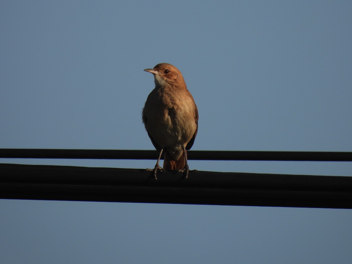 Rufous Hornero - ML642657546