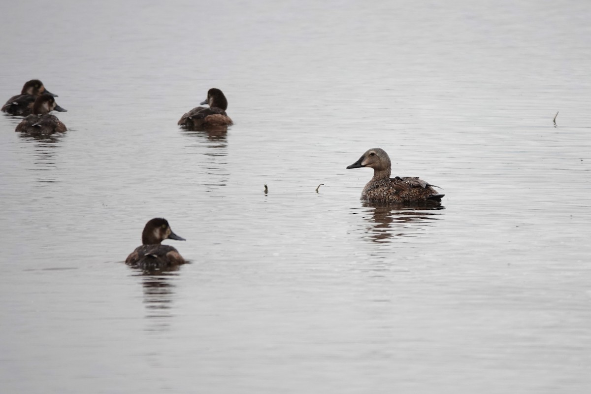 King Eider - ML642657566