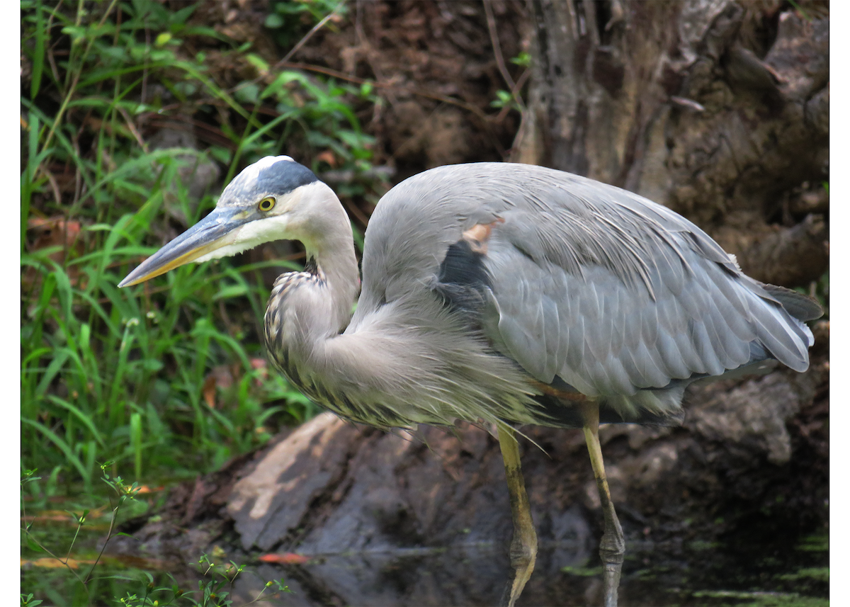 Great Blue Heron - ML642657567