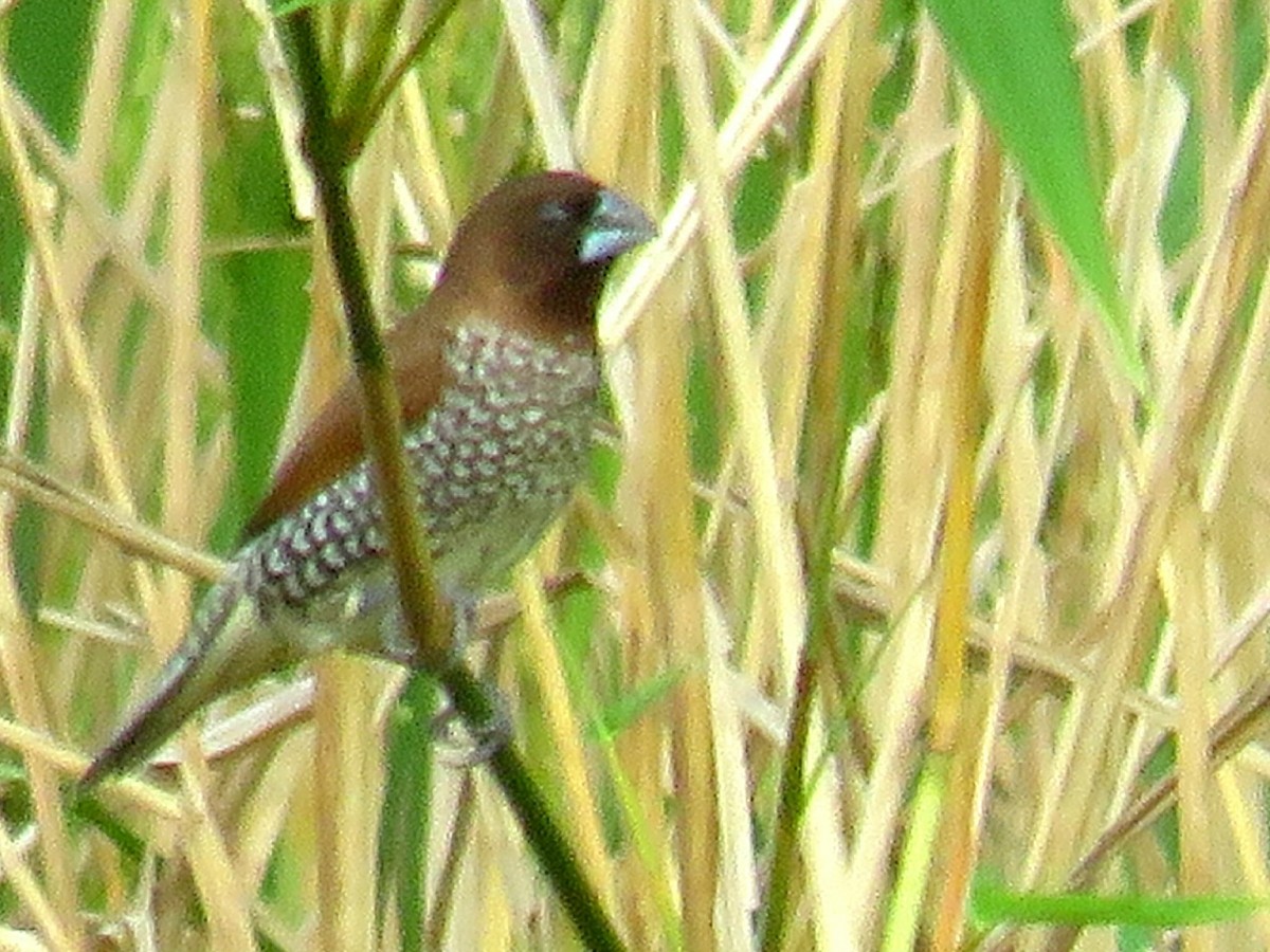 Scaly-breasted Munia - ML642657577