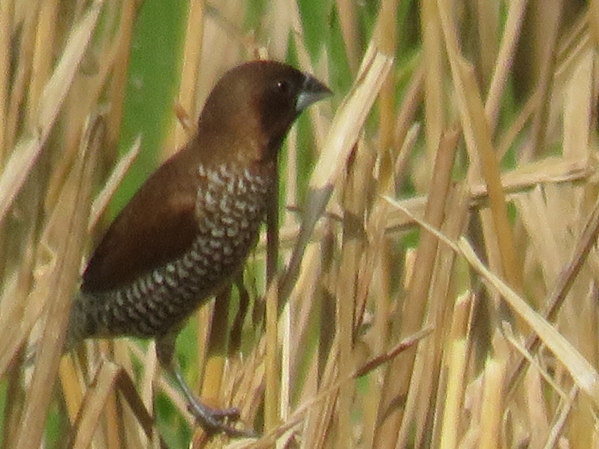 Scaly-breasted Munia - ML642657578