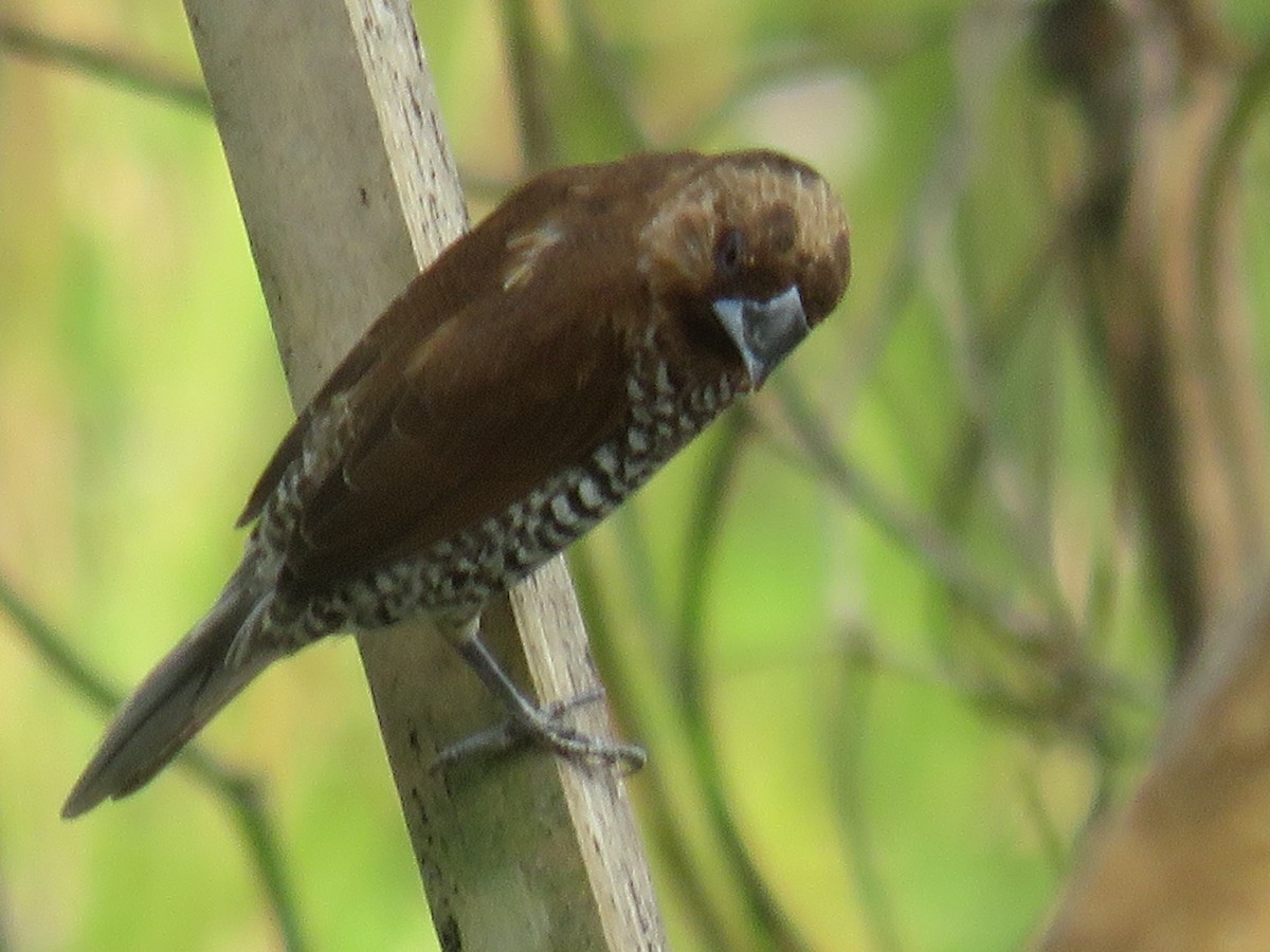Scaly-breasted Munia - ML642657579