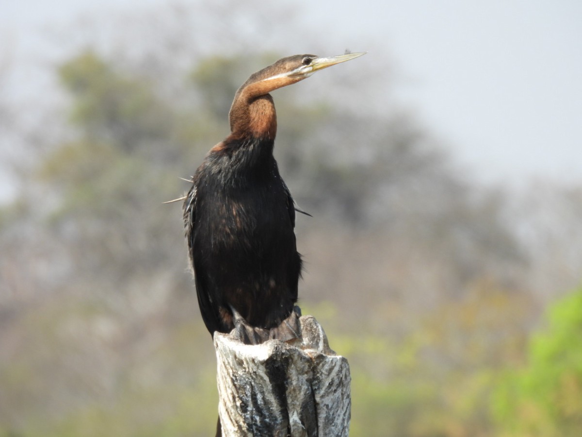 African Darter - ML642657580