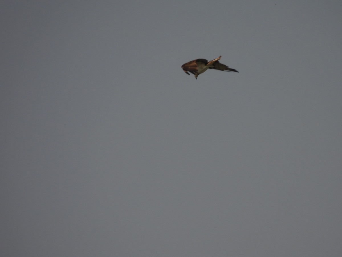 魚鷹 - ML642657588