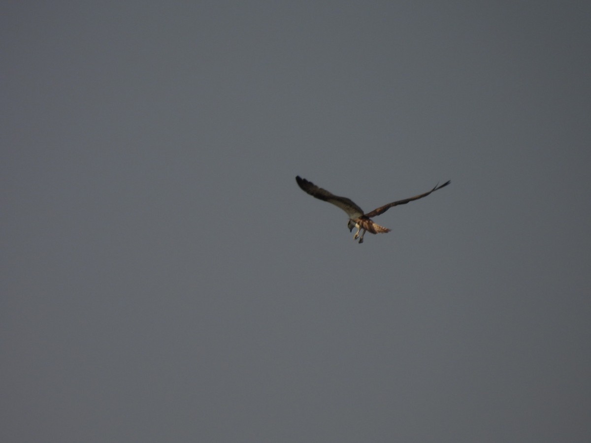 魚鷹 - ML642657589