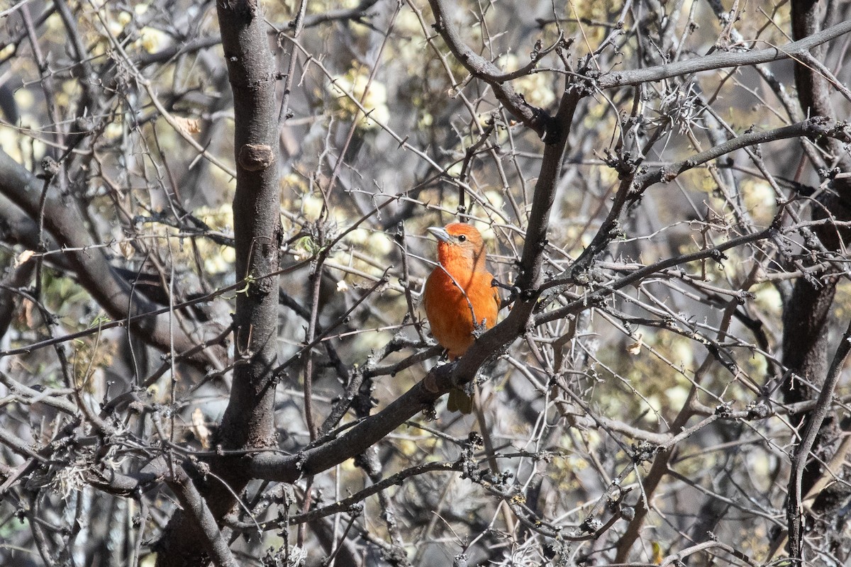 Hepatic Tanager - ML642657590