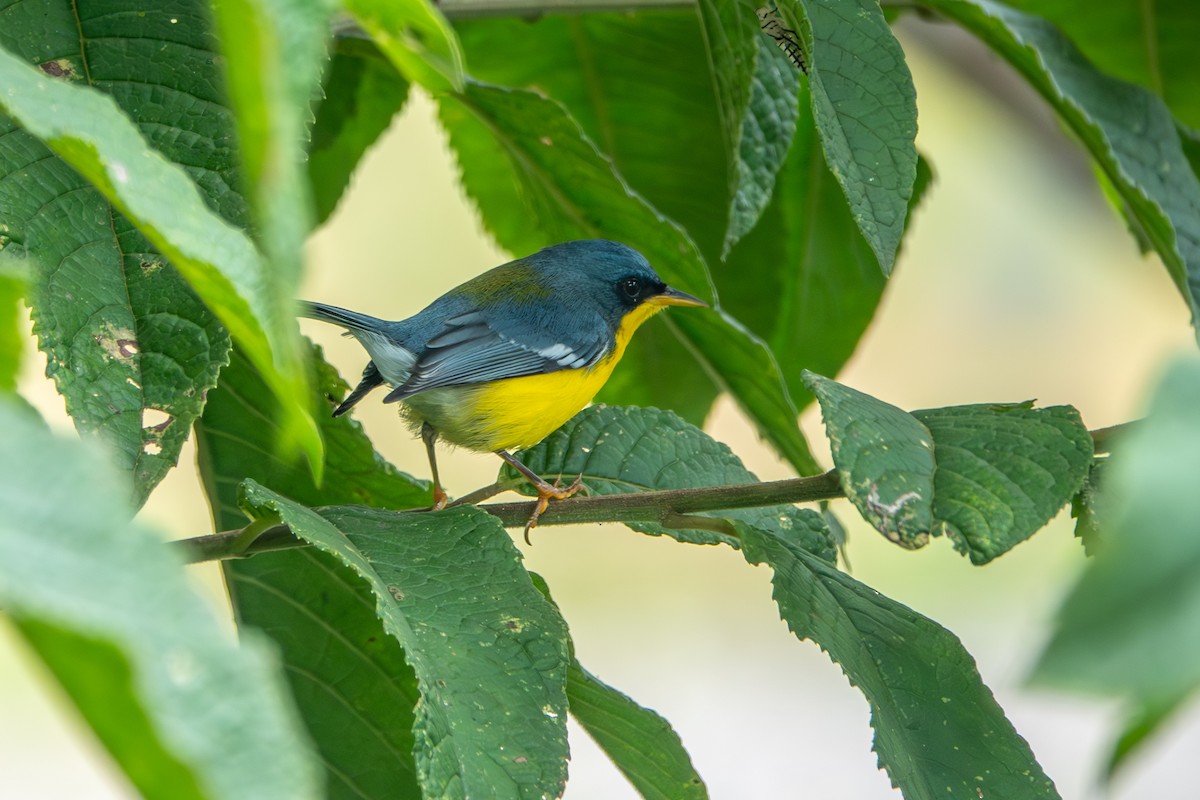 Tropical Parula - ML642657596