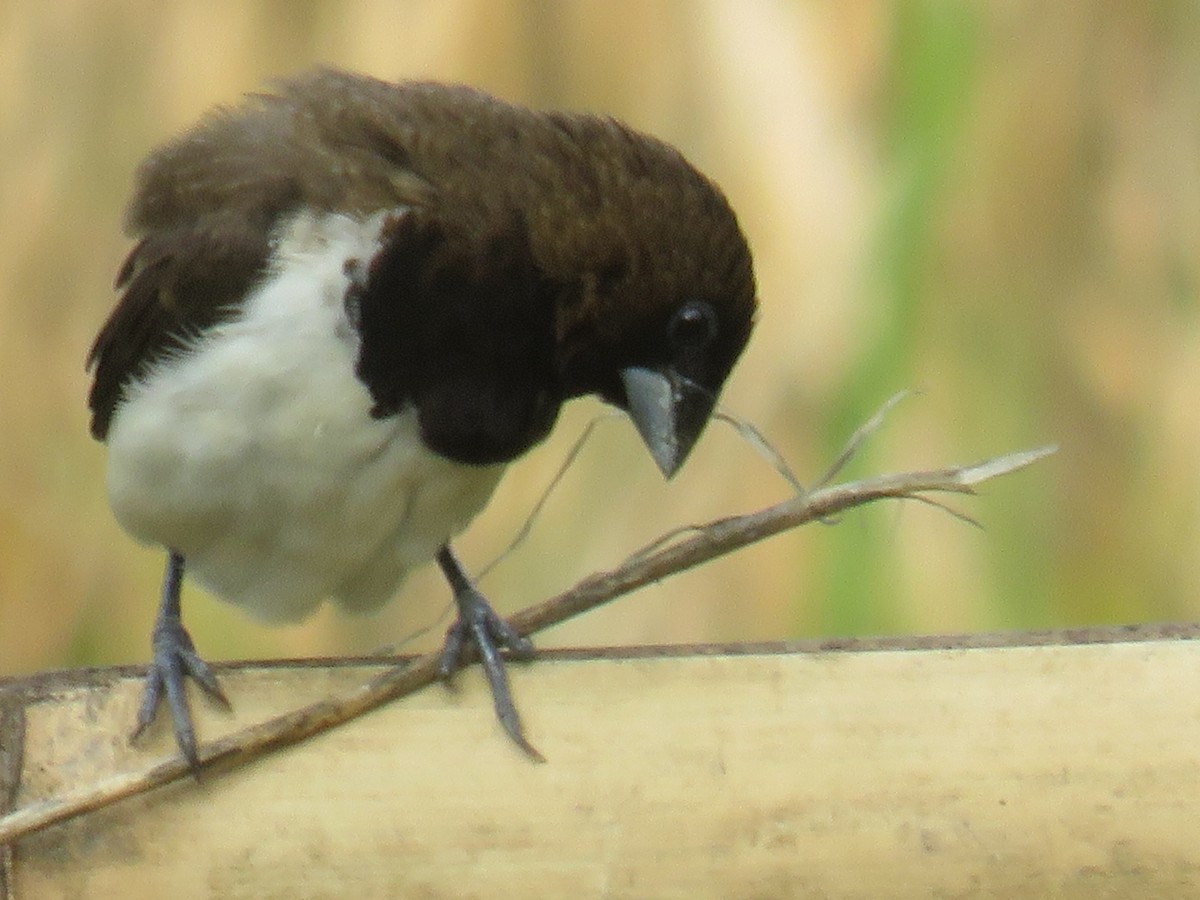 Javan Munia - ML642657606