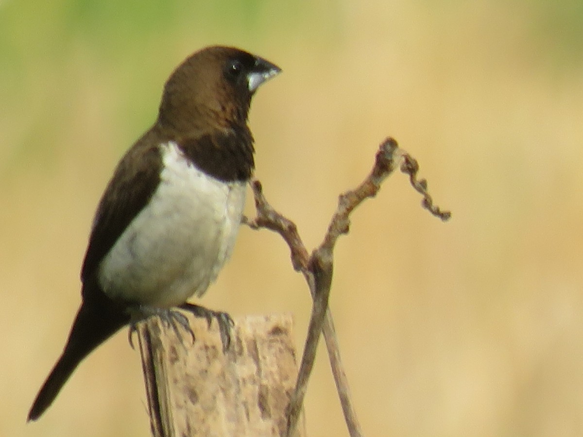 Javan Munia - ML642657607