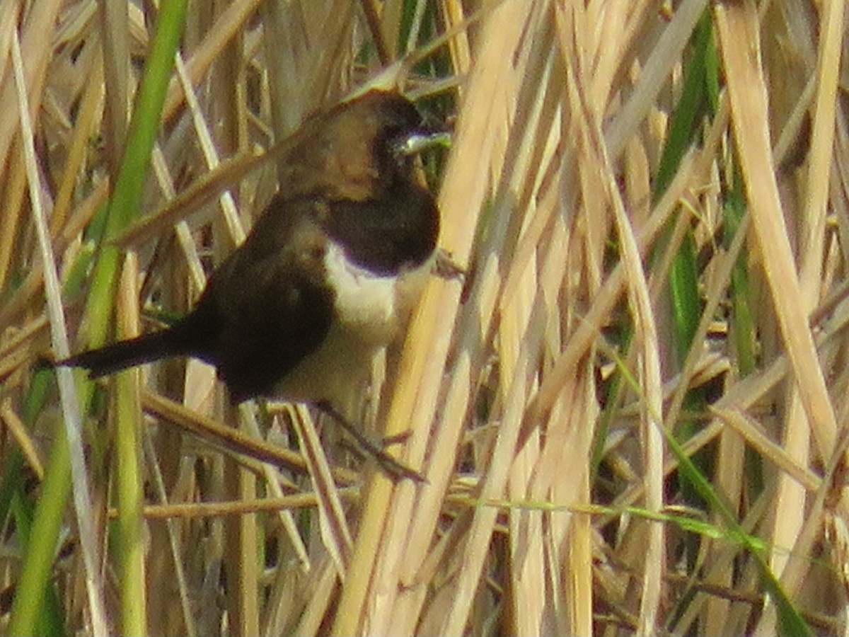 Javan Munia - ML642657608