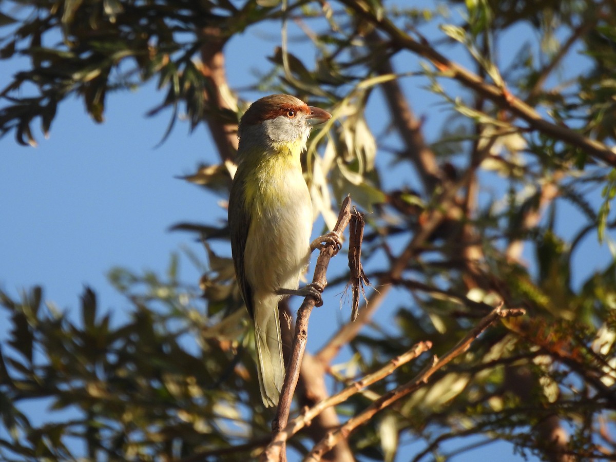 Rufous-browed Peppershrike - ML642657609