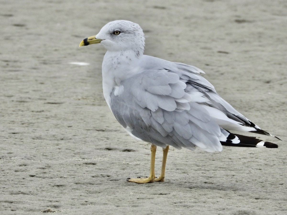 Ring-billed Gull - ML642657613