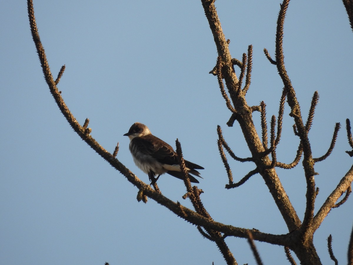 Brown-chested Martin - ML642657636