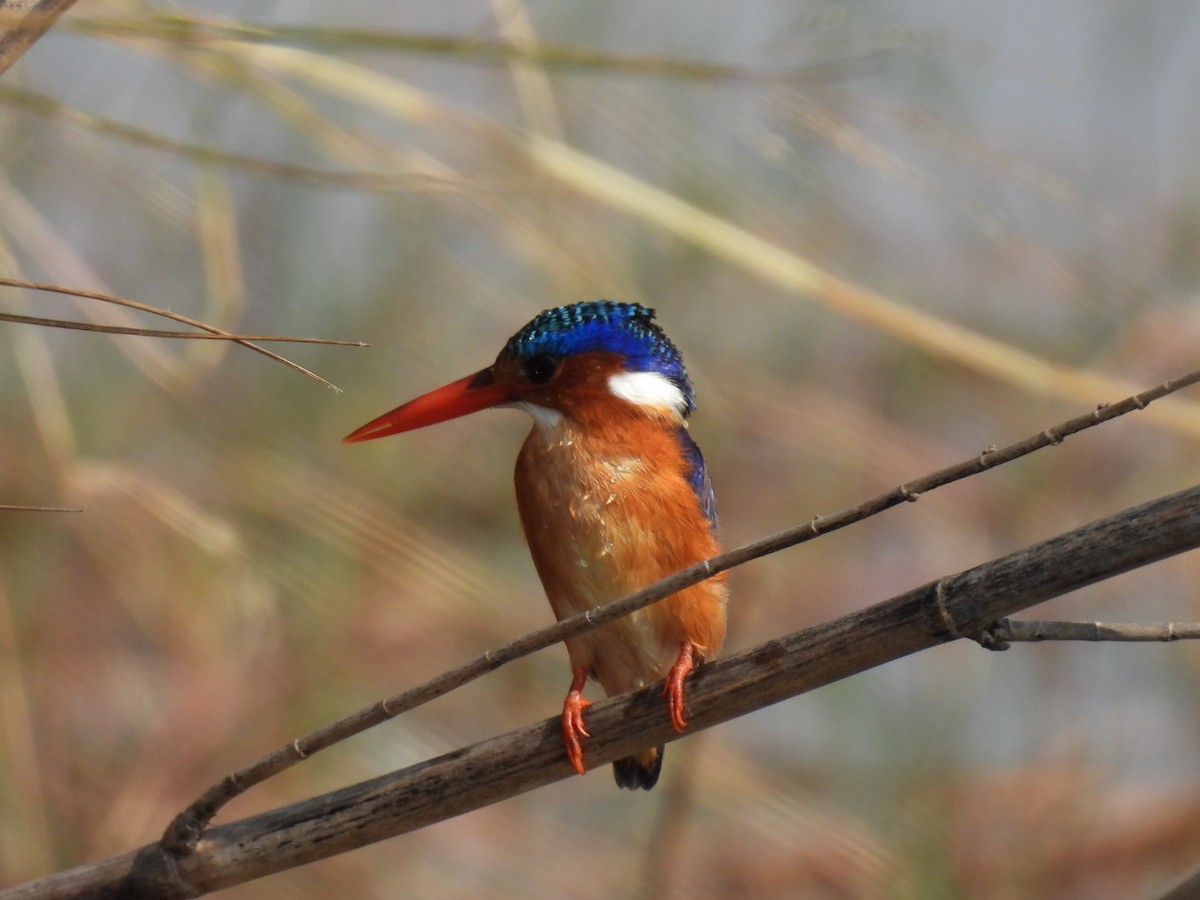Malachite Kingfisher - ML642657650
