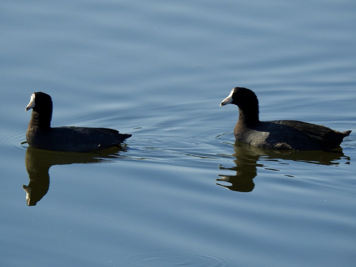 American Coot - ML642657654
