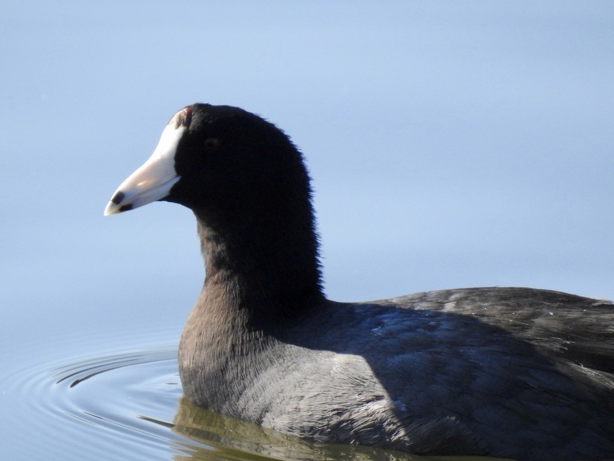 American Coot - ML642657655