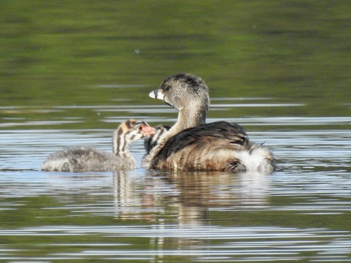 Pied-billed Grebe - ML642657672