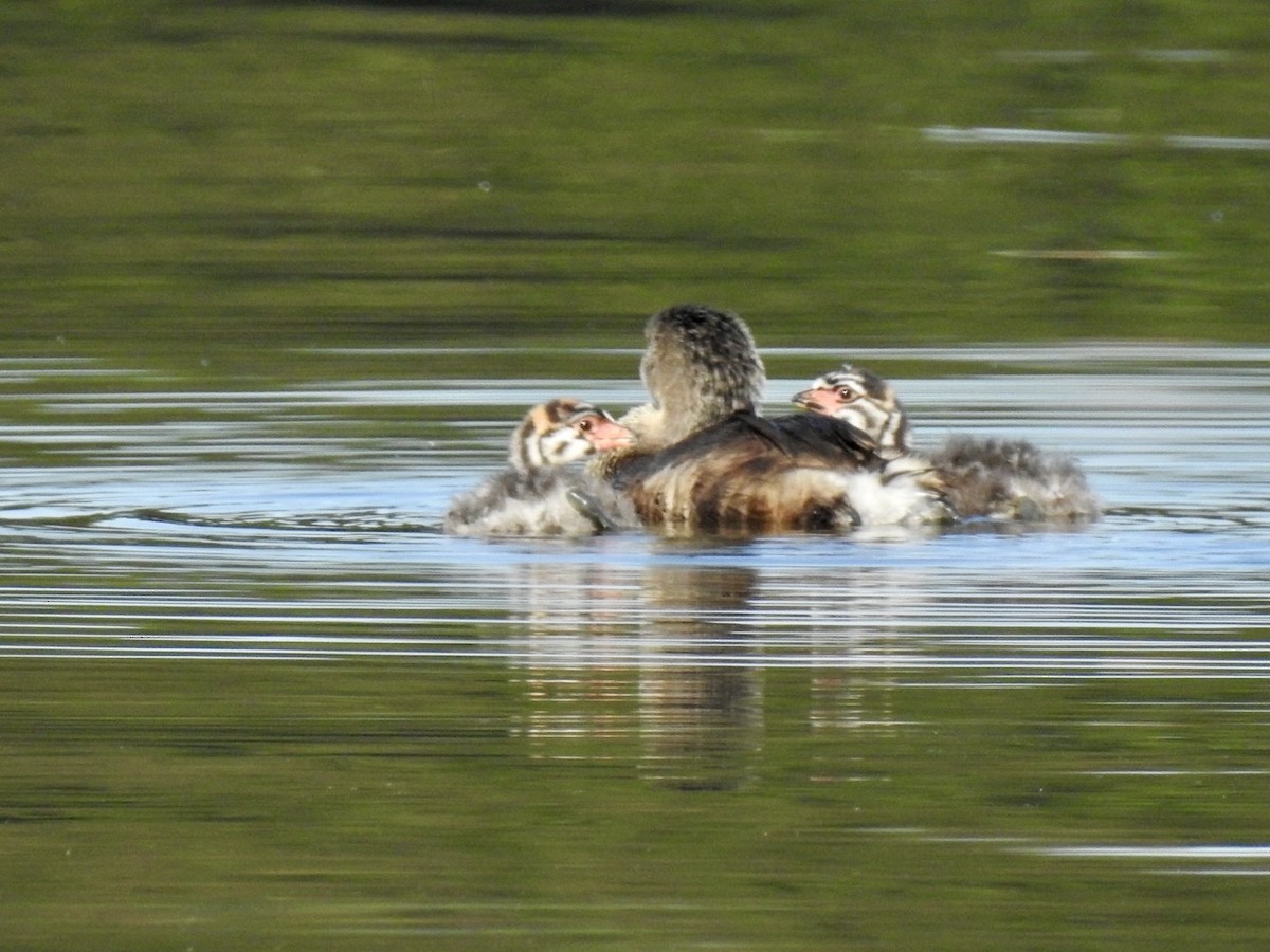Pied-billed Grebe - ML642657673