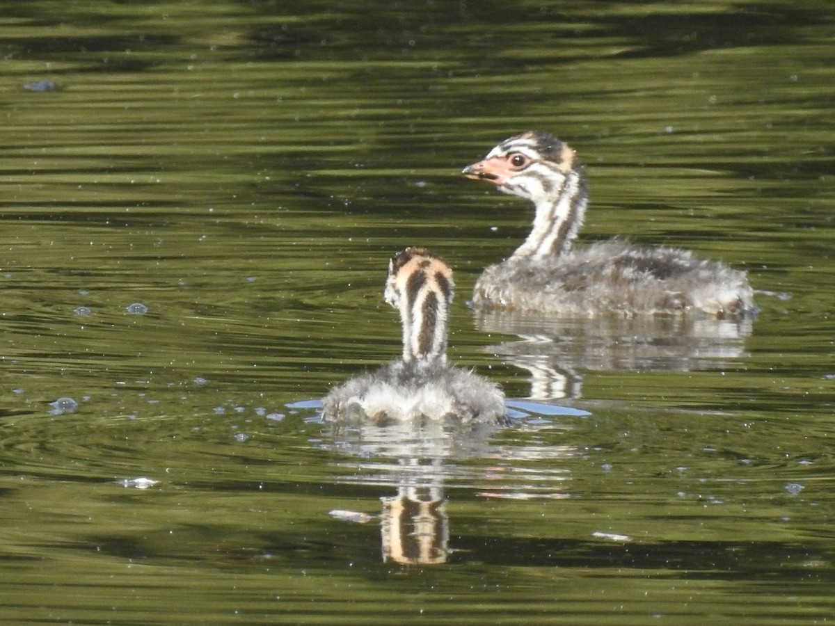 Pied-billed Grebe - ML642657674