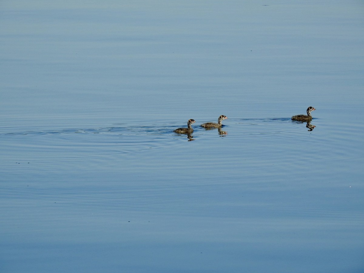 Pied-billed Grebe - ML642657676