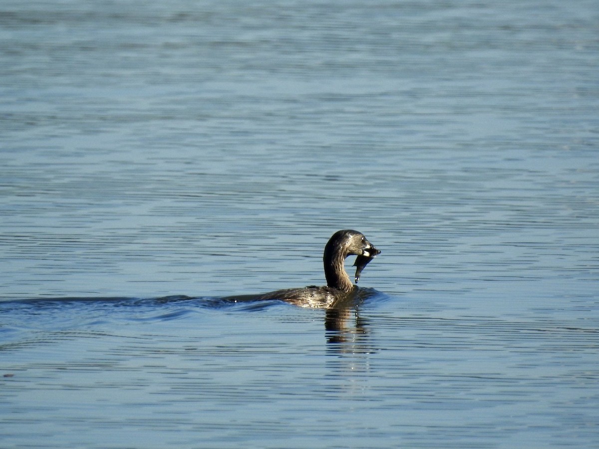 Pied-billed Grebe - ML642657677