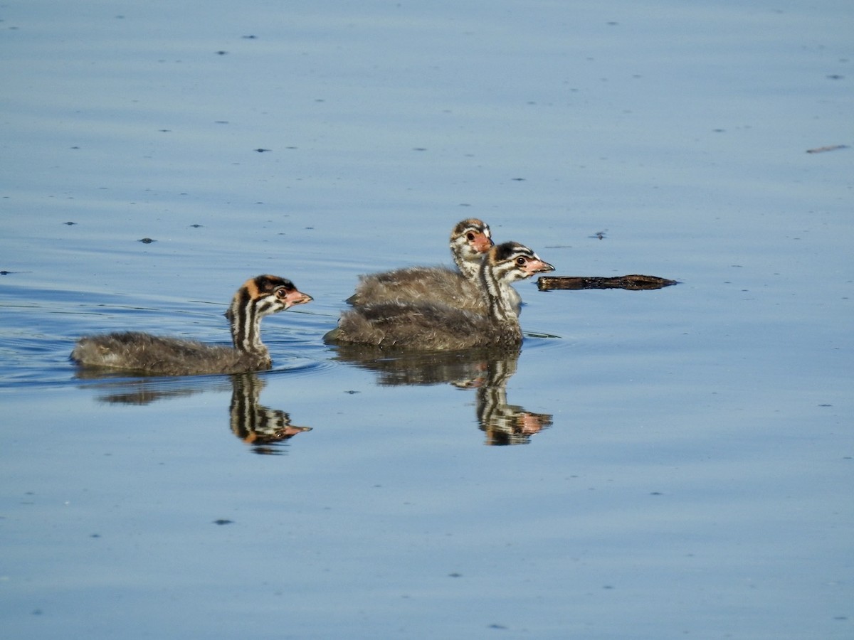 Pied-billed Grebe - ML642657681