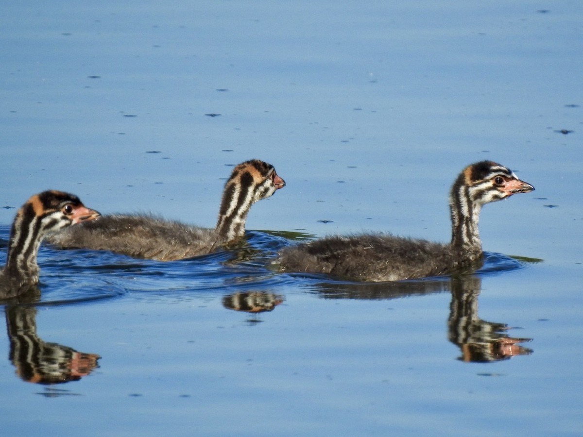 Pied-billed Grebe - ML642657682
