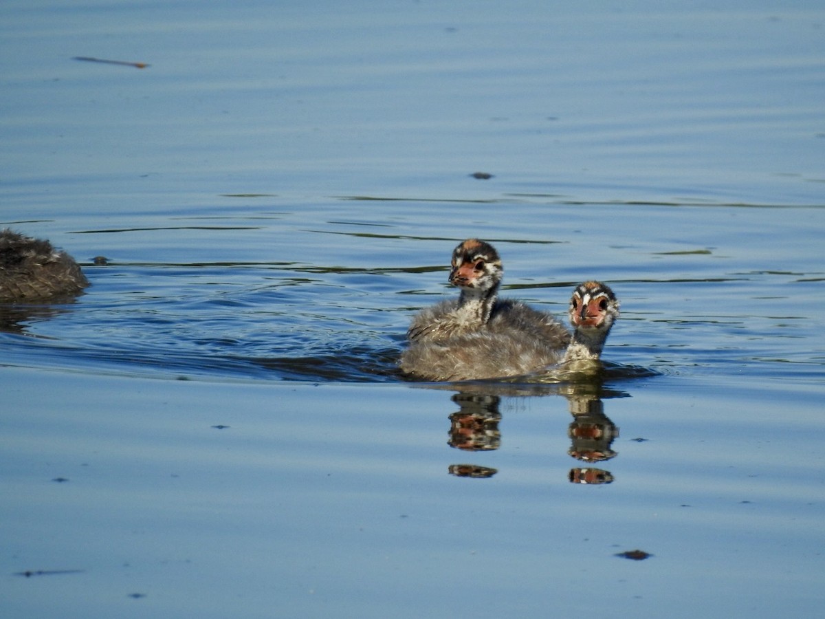 Pied-billed Grebe - ML642657683