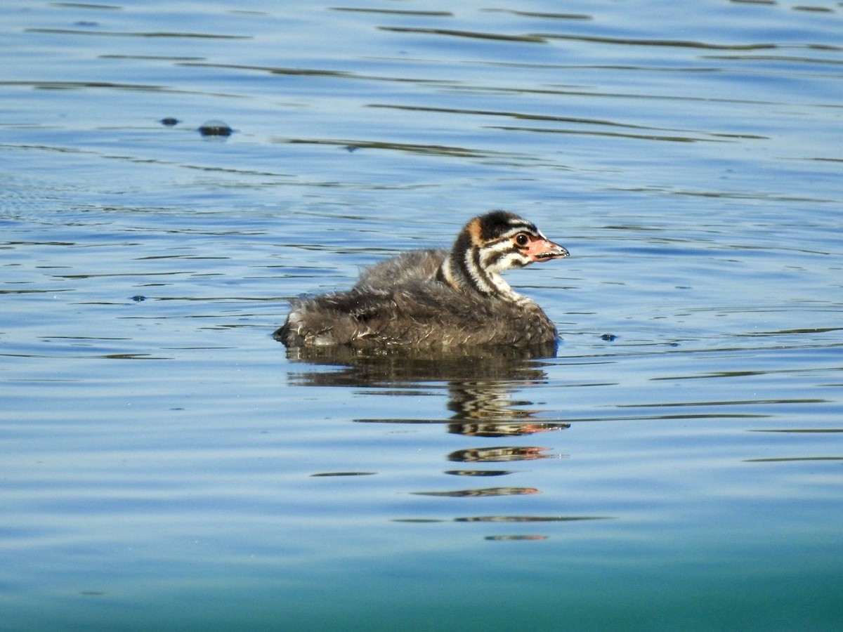 Pied-billed Grebe - ML642657684