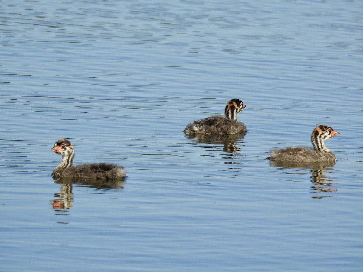 Pied-billed Grebe - ML642657685