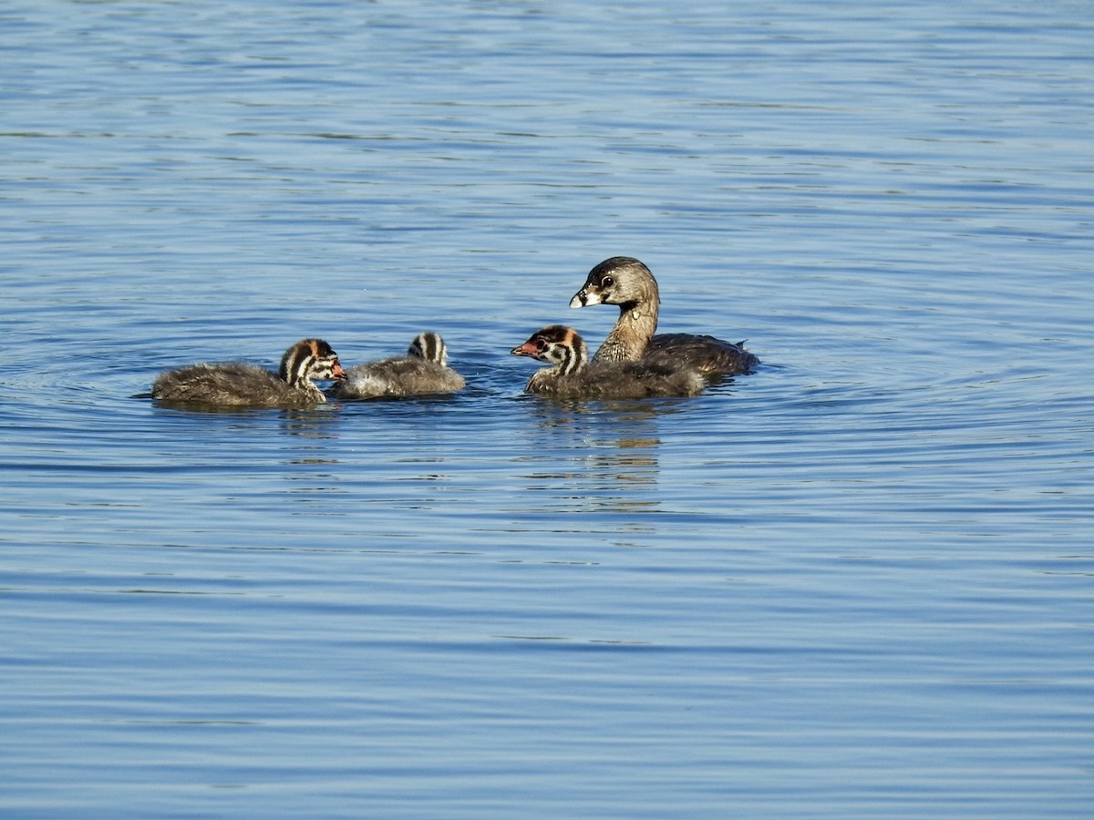 Pied-billed Grebe - ML642657686