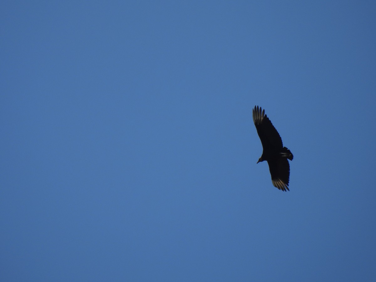 Black Vulture - ML642657694