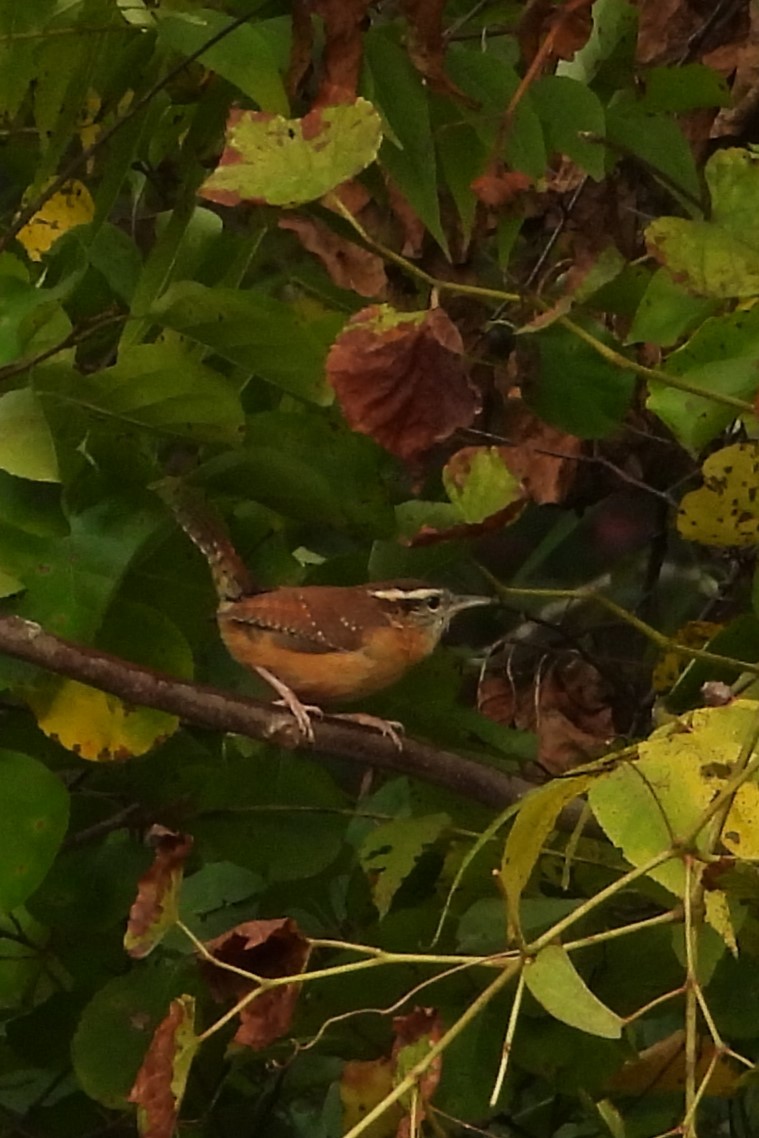 Carolina Wren - ML642657696