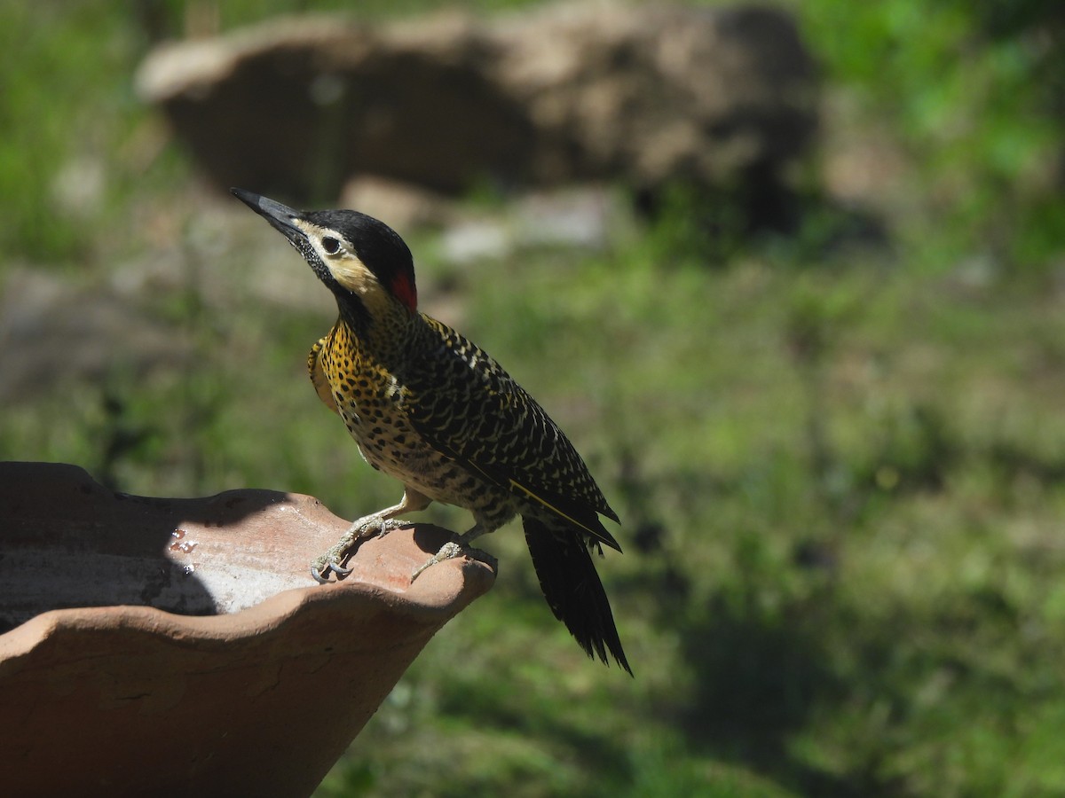 Green-barred Woodpecker - ML642657705