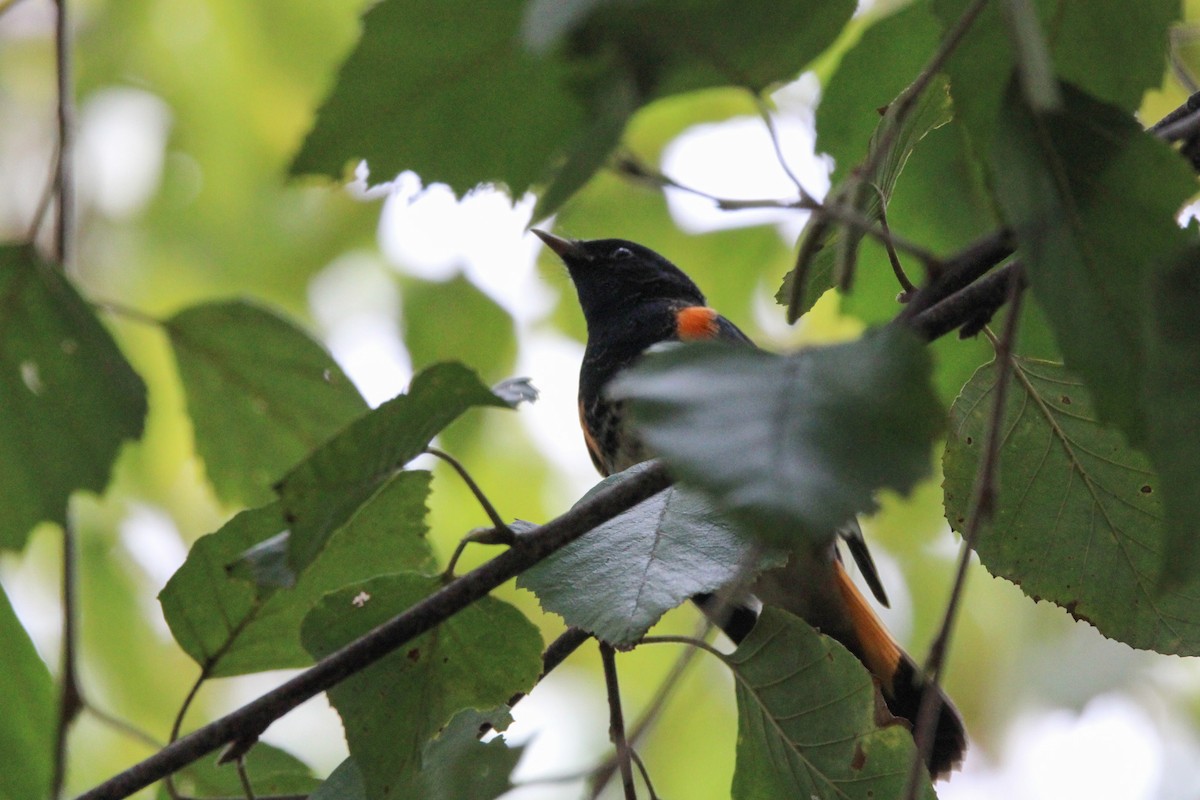American Redstart - ML642657711