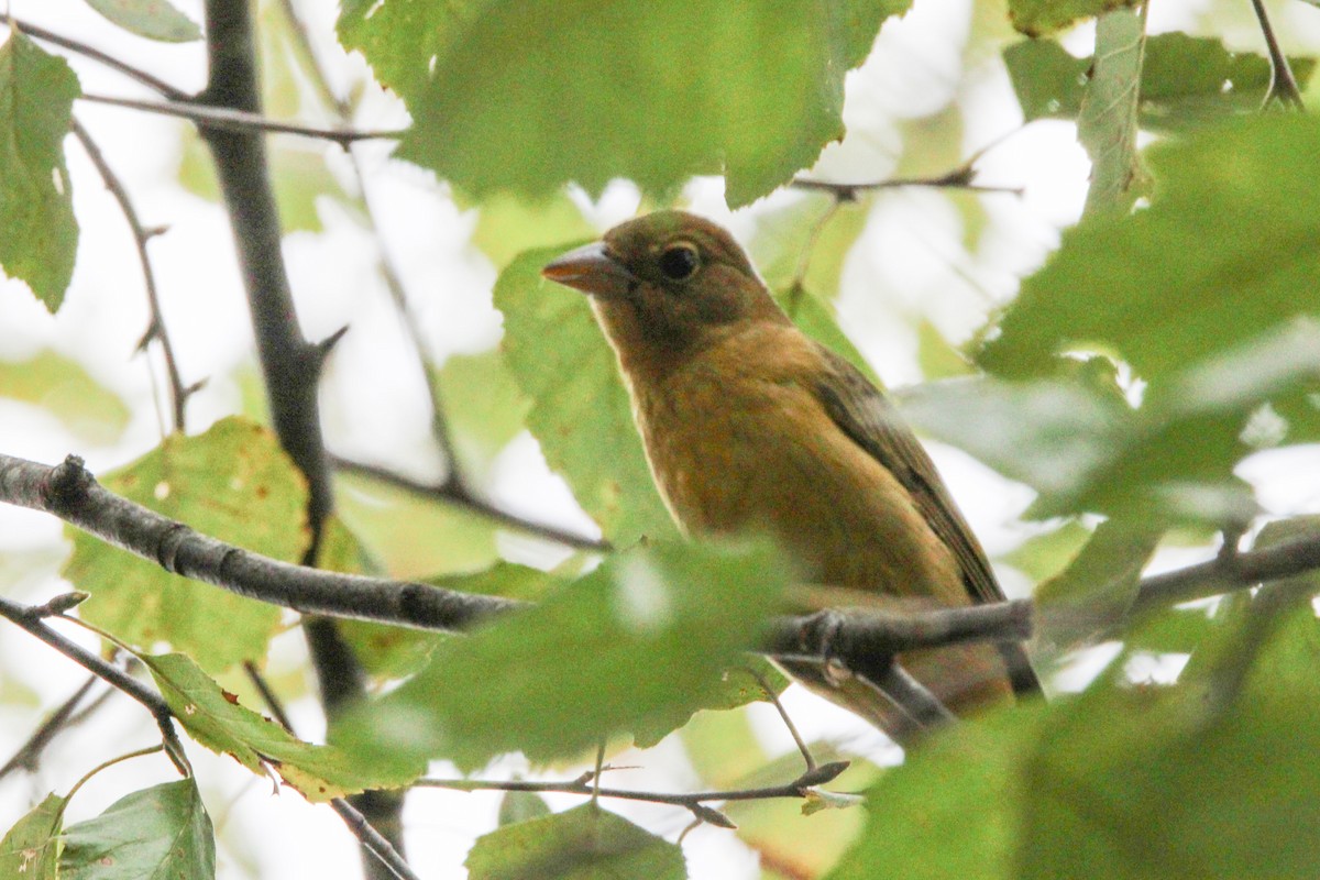 Summer Tanager - ML642657717