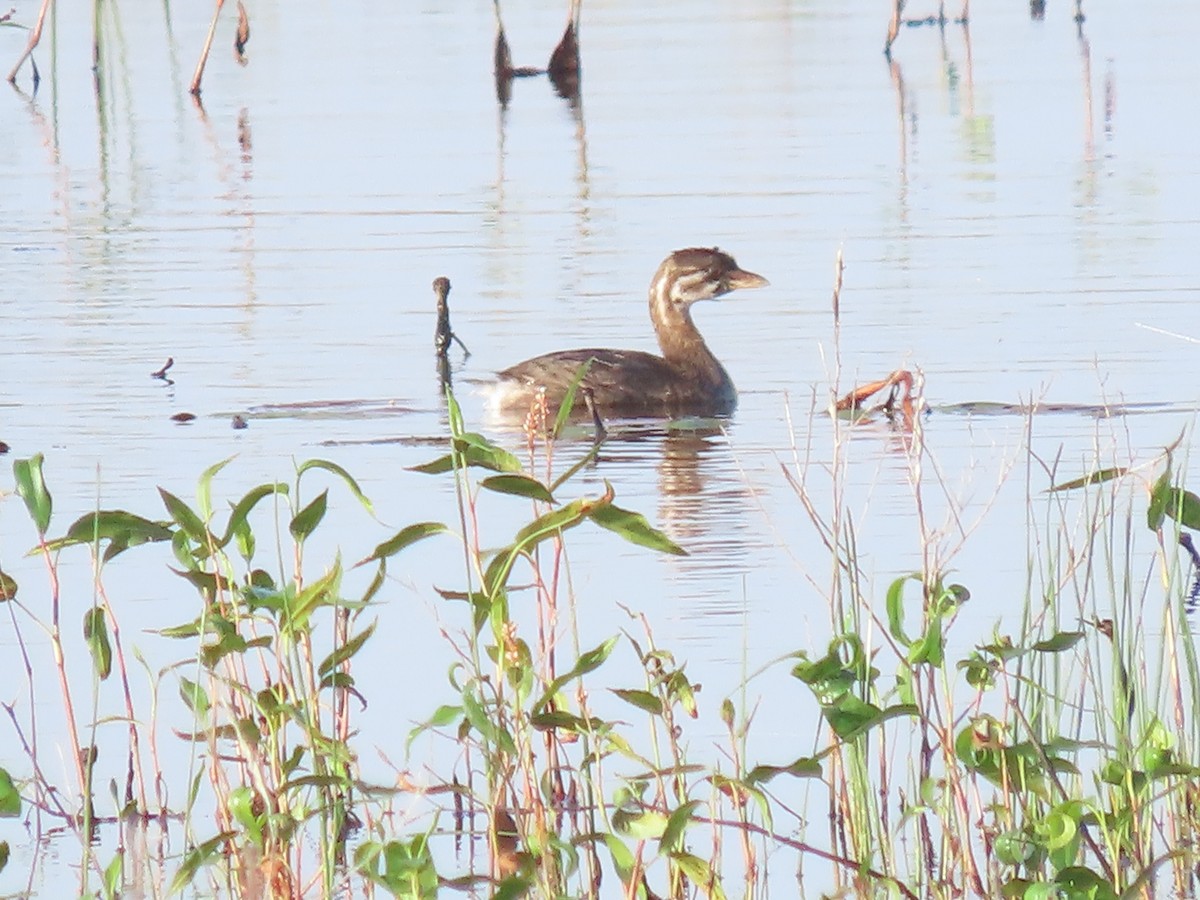 Pied-billed Grebe - ML642657722