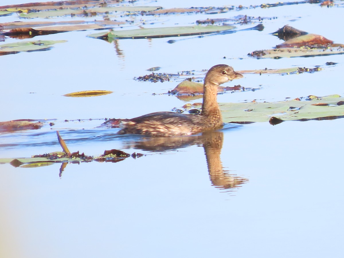 Pied-billed Grebe - ML642657733