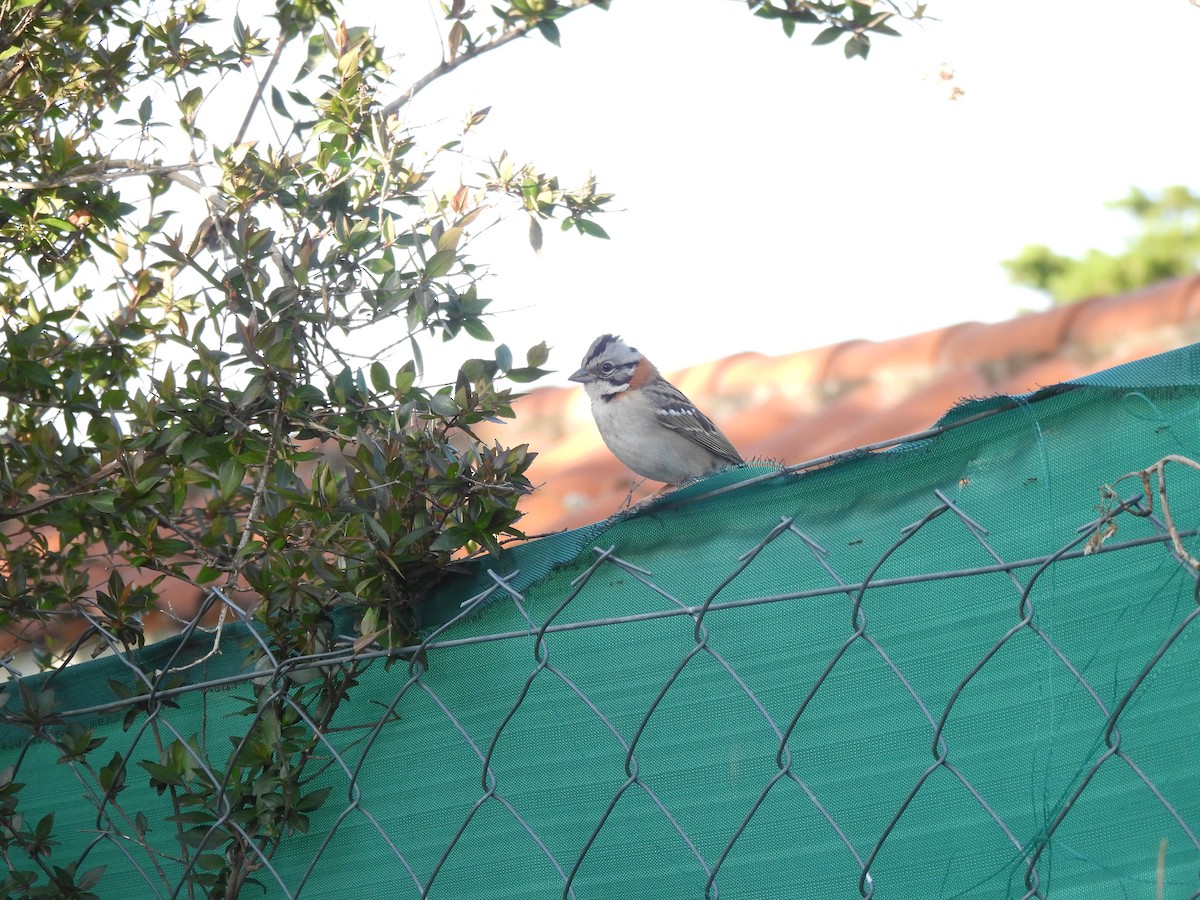 Rufous-collared Sparrow - ML642657738