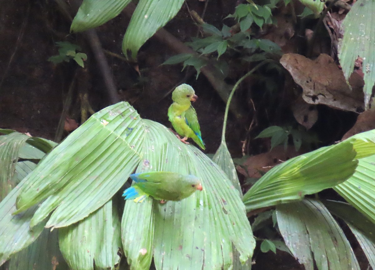 Cobalt-winged Parakeet - ML642657753